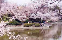 桜まつり